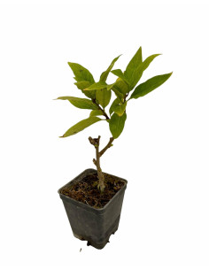 Kit 5 Piante Mansoa Alliacea Vaso 7 cm | Mondo Piante