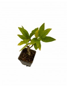Mansoa Alliacea Plant jar 7cm 2