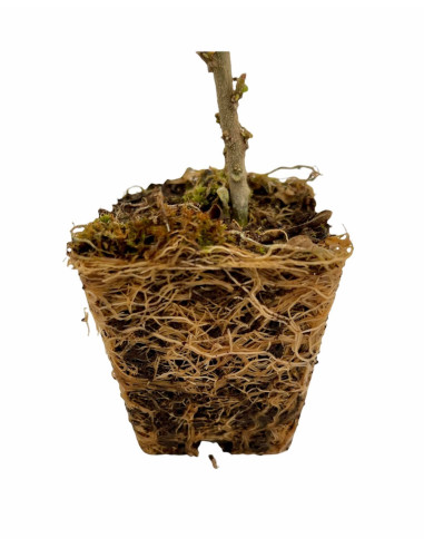 5 Piante di Mansoa Alliacea Vaso 7cm- Piante Rampicanti | Mondo Piante