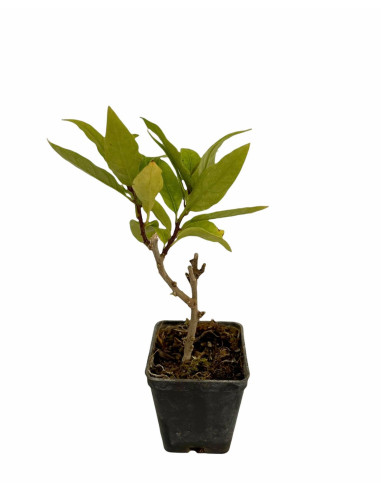 5 Piante di Mansoa Alliacea Vaso 7cm- Piante Rampicanti | Mondo Piante