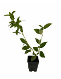 5 Piante di Viburno Tinus in Vaso 7cm, Ideale per Siepi