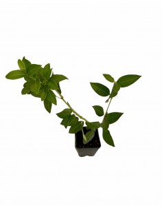 Viburnum Tinus plant 2