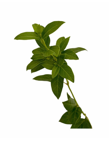 5 Piante di Viburno Tinus in Vaso 7cm - Piante Da Siepe |Mondo Piante