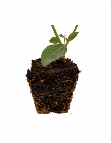 Sale Viburnum tinus Plant - Hedge Plants Online| Mondo Piante