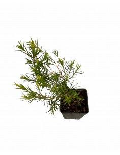 Wax Flower Plant 2