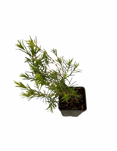 Wax Flower Plant for Sale - Bush Plants Online | Mondo Piante