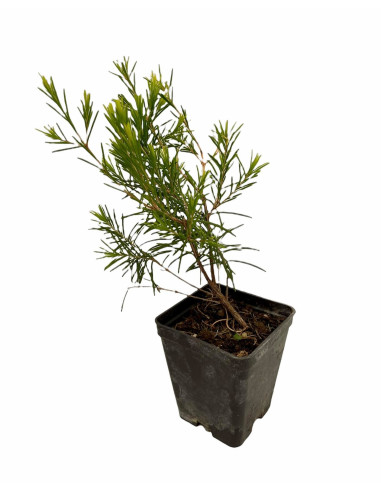 5 Piante Wax Flower Vaso 7cm-Vendita Pianta Da Cespuglio|Mondo Piante