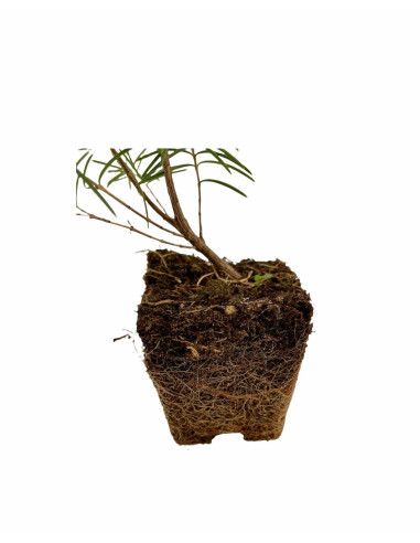 5 Piante Wax Flower Vaso 7cm-Vendita Pianta Da Cespuglio|Mondo Piante