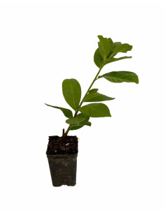 Offerta 100 Piante Lauroceraso Vaso 7 | Mondo Piante