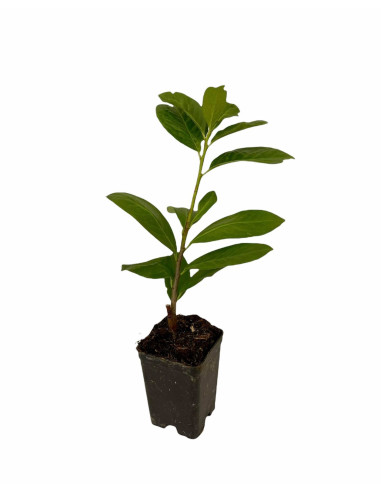 100 Piante vaso 7cm di Lauroceraso-Piante Da Siepe|Mondo Piante