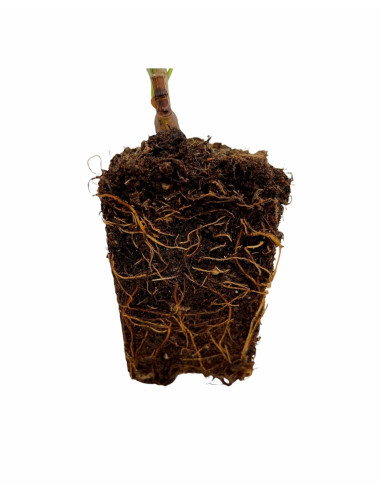 100 Piante vaso 7cm di Lauroceraso-Piante Da Siepe|Mondo Piante