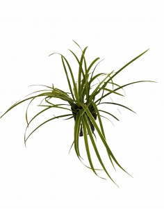 Miscanthus,5x Piante Vaso 7cm 2