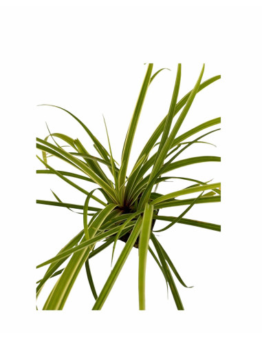 Pianta Miscanthus - Vendita Pianta Da Cespuglio Online | Mondo Piante