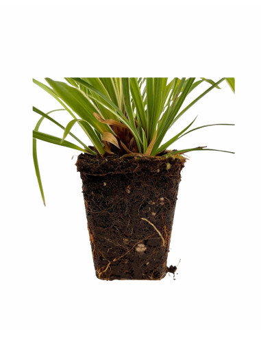 Pianta Miscanthus - Vendita Pianta Da Cespuglio Online | Mondo Piante