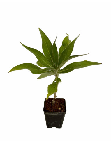5 Piante di Echium Vaso 7cm - Vendita Piante Da Cespuglio|Mondo Piante