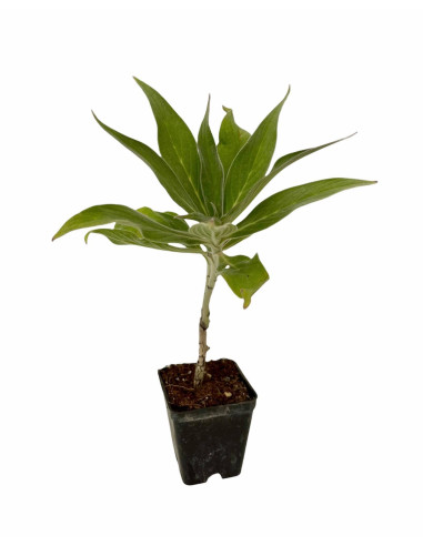 5 Piante di Echium Vaso 7cm - Vendita Piante Da Cespuglio|Mondo Piante