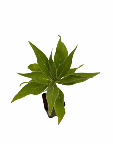 5 Piante di Echium Vaso 7cm - Vendita Piante Da Cespuglio|Mondo Piante