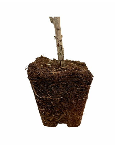 5 Piante di Echium Vaso 7cm - Vendita Piante Da Cespuglio|Mondo Piante