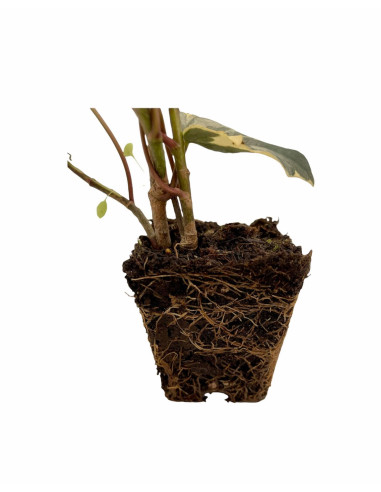 5 Piante di Edera Algeriensis Vaso 7cm-Piante Rampicanti|Mondo Piante