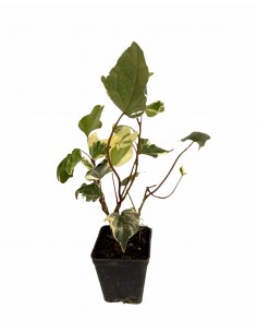 5 Piante Edera Variegata in...