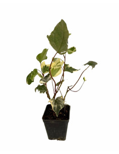 Kit 5 Piante Edera Variegata Vaso 7 cm | Mondo Piante
