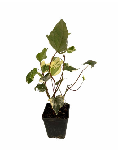 Kit 5 Piante Edera Variegata Vaso 7 cm | Mondo Piante