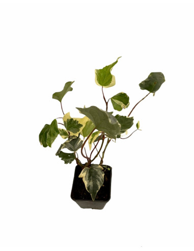 Kit 5 Piante Edera Variegata Vaso 7 cm | Mondo Piante