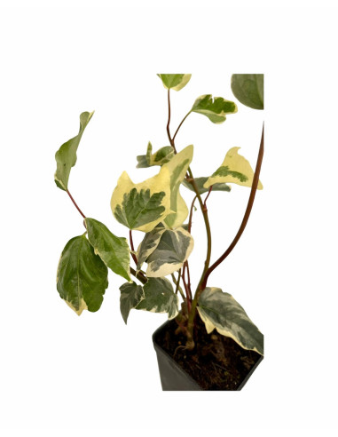 5 Piante Edera Variegata in Vaso 7cm - Piante Rampicanti|Mondo Piante