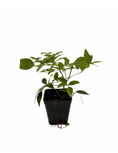Kit 5 Piante Pandorea Jasminoides Vaso 7 cm | Mondo Piante 2
