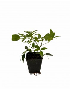 Pandorea Jasminoides Plant 2