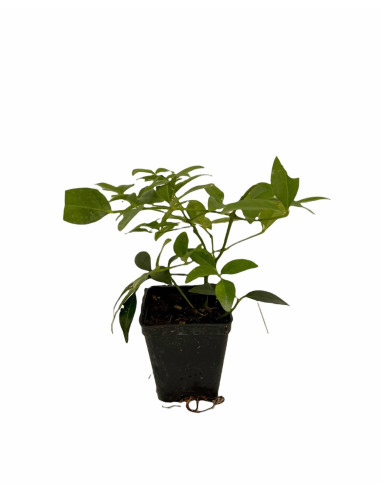 Kit 5 Piante Pandorea Jasminoides Vaso 7 cm | Mondo Piante