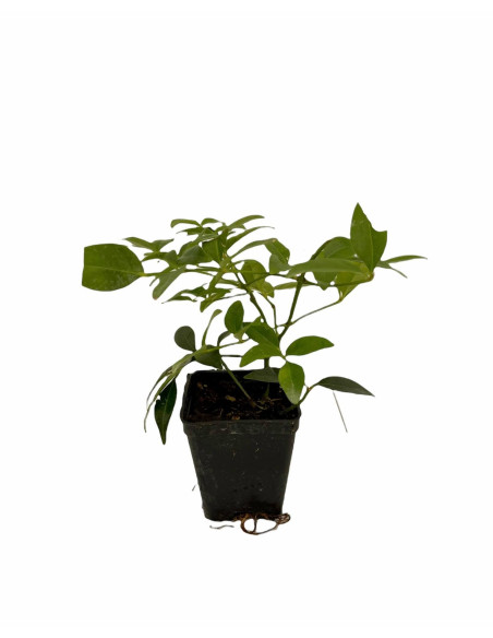 Kit 5 Piante Pandorea Jasminoides Vaso 7 cm | Mondo Piante