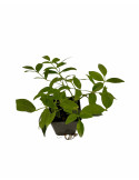 5 Piante Pandorea Jasminoides in Vaso 7cm, Piante Rampicanti Sempreverdi