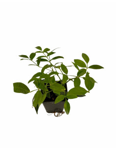 Kit 5 Piante Pandorea Jasminoides Vaso 7 cm | Mondo Piante