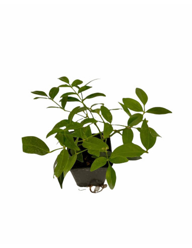 Kit 5 Piante Pandorea Jasminoides Vaso 7 cm | Mondo Piante