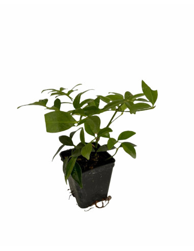 Kit 5 Piante Pandorea Jasminoides Vaso 7 cm | Mondo Piante