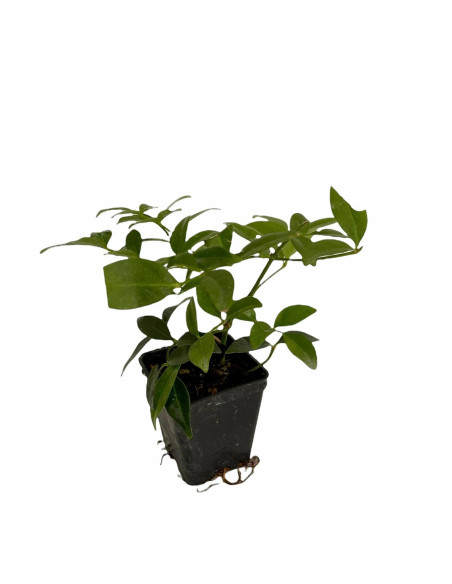 Kit 5 Piante Pandorea Jasminoides Vaso 7 cm | Mondo Piante