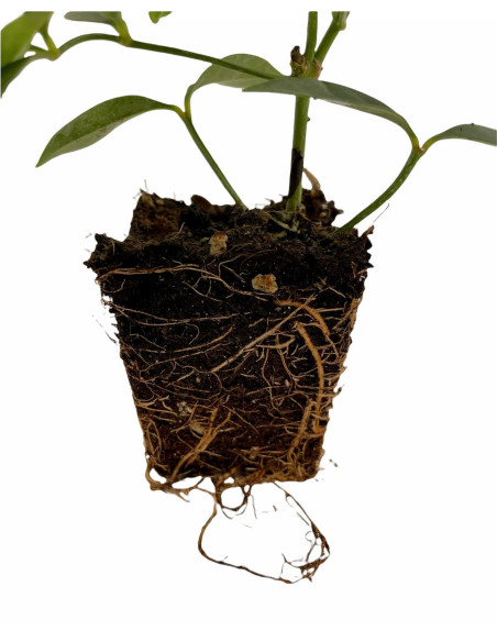 Kit 5 Piante Pandorea Jasminoides Vaso 7 cm | Mondo Piante