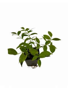 copy of Pandorea... 2