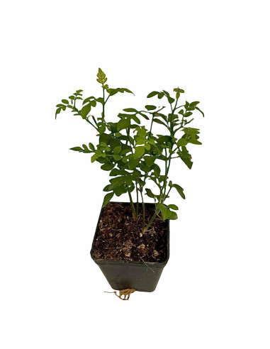 40 Piante di Gelsomino in Vaso 7cm-Piante Rampicanti | Mondo Piante