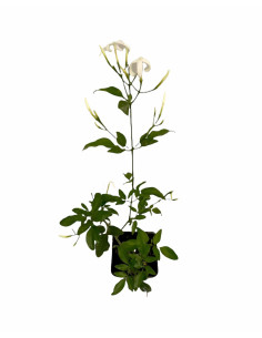 Kit 5 Piante Gelsomino Multipartitum Vaso 7 cm | Mondo Piante 2