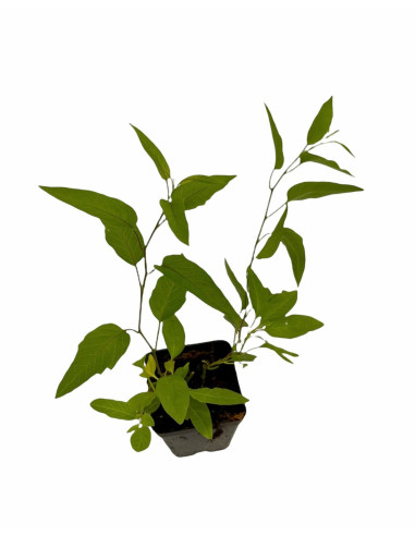 Sale Of Solanum Jasminoides Plant-Climbing Plant|Mondo Piante