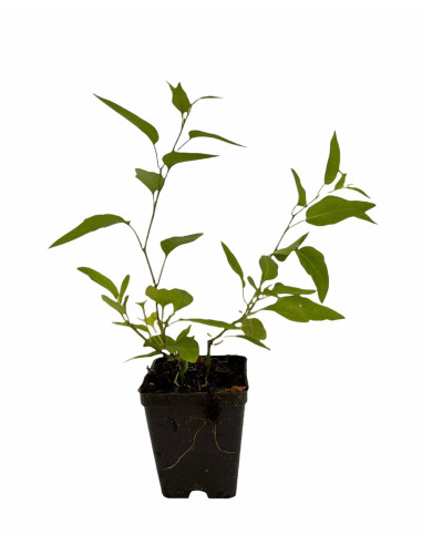 Sale Of Solanum Jasminoides Plant-Climbing Plant|Mondo Piante