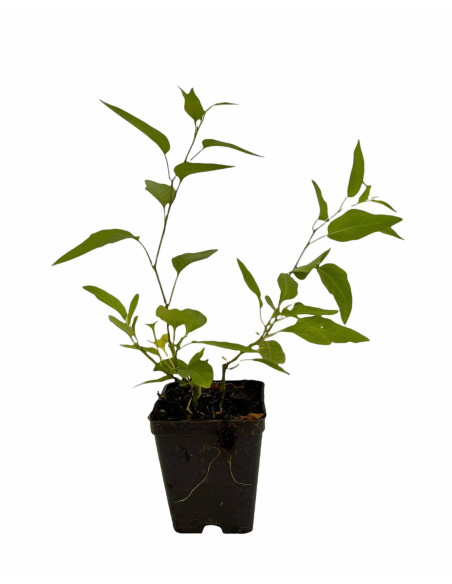 Offerta 5 Piante Solanum Rantonnetii Vaso 7cm | Mondo Piante