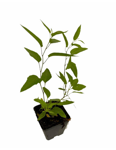 Sale Of Solanum Jasminoides Plant-Climbing Plant|Mondo Piante