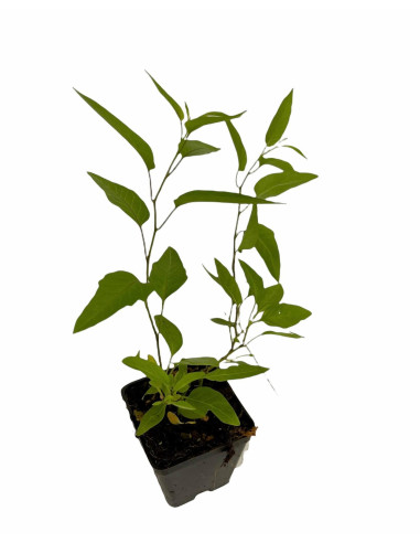 Sale Of Solanum Jasminoides Plant-Climbing Plant|Mondo Piante