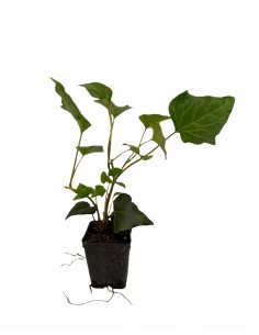 Edera Hibernica Plant Vase 7cm 2