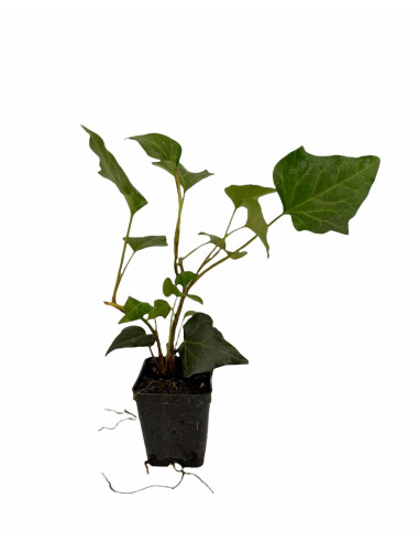 100 Piante di Edera Hibernica Vaso 7cm-Piante Rampicanti|Mondo Piante