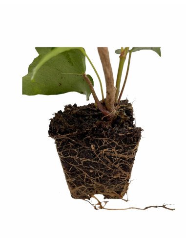 100 Piante di Edera Hibernica Vaso 7cm-Piante Rampicanti|Mondo Piante