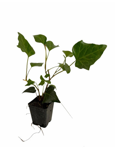 100 Piante di Edera Hibernica Vaso 7cm-Piante Rampicanti|Mondo Piante